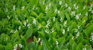 un-peu-de-muguet.jpg